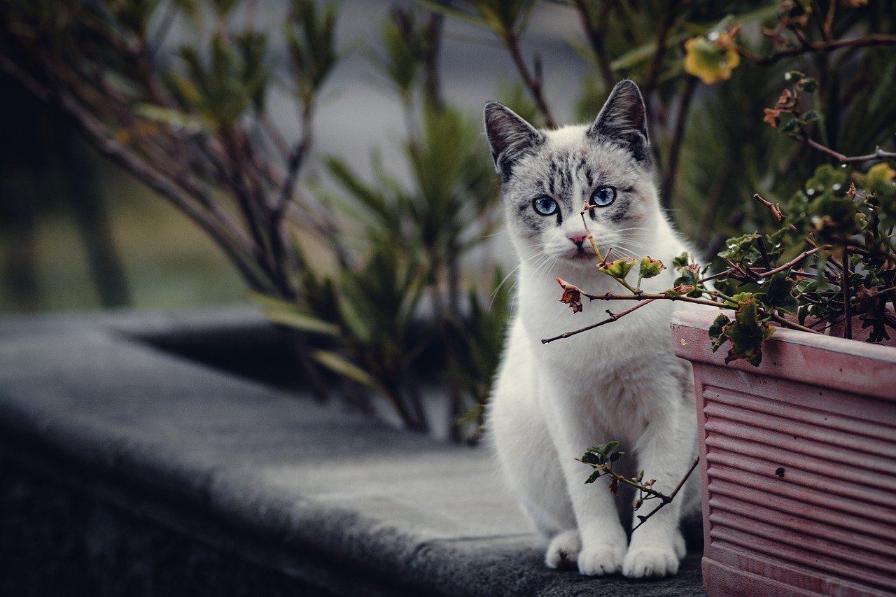 The Unique Features of the Turkish Van